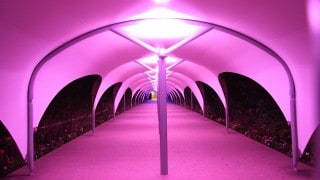 PVC polyester walkway canopy with lighting